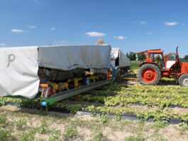 Jak obniżyć koszty produkcji ogórków?