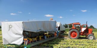 Jak obniżyć koszty produkcji ogórków?