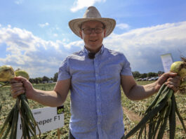 Cebule zimujące i efekt dobrego nawożenia