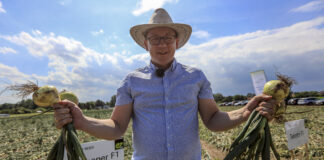 Cebule zimujące i efekt dobrego nawożenia