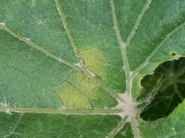 Mączniak rzekomy na ogórku (komunikat warzywniczy 20 lipca 2022)