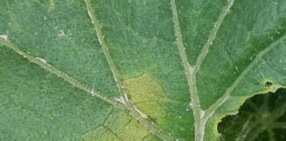 Mączniak rzekomy na ogórku (komunikat warzywniczy 20 lipca 2022)