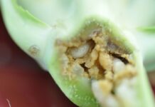 Zagrożenie śmietką kapuścianą oraz przymrozkami