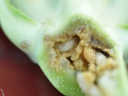 Śmietka w brokułach i kalafiorach (komunikat warzywniczy 19 lipca 2022)