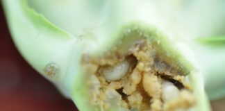 Śmietka w brokułach i kalafiorach (komunikat warzywniczy 19 lipca 2022)