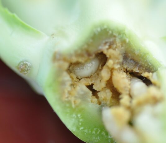 Śmietka w brokułach i kalafiorach (komunikat warzywniczy 19 lipca 2022)