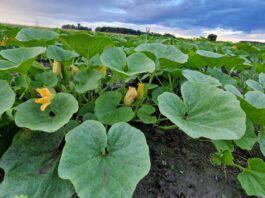 Uprawa dyni – walczymy o plon! Cz. I