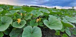 Uprawa dyni – walczymy o plon! Cz. I