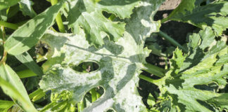 Mączniak prawdziwy atakuje (komunikat warzywniczy 16 sierpnia 2022)