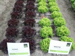 Nowe sałaty i rzodkiewki na pokazach w okolicach Piotrkowa Trybunalskiego