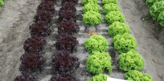 Nowe sałaty i rzodkiewki na pokazach w okolicach Piotrkowa Trybunalskiego