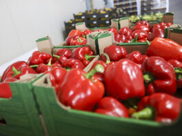 Papryka w sezonie polskim powinna byś od polskich producentów