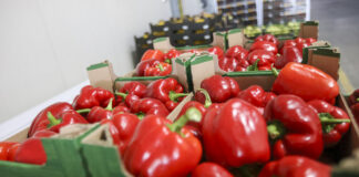 Papryka w sezonie polskim powinna byś od polskich producentów