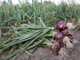 WARSZTATY CEBULOWE – 4 września 2022 r. (niedziela) – Wierzbiczany k. Inowrocławia – zaproszenie