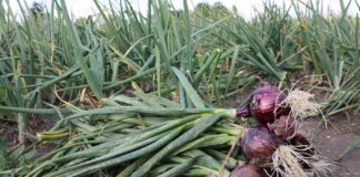 WARSZTATY CEBULOWE – 4 września 2022 r. (niedziela) – Wierzbiczany k. Inowrocławia – zaproszenie