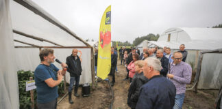 Odmiany papryki i zalecenia do ich uprawy