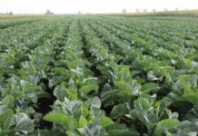 W Wielkiej Brytanii trwają zbiory kalafiorów, ale popyt jest słabszy