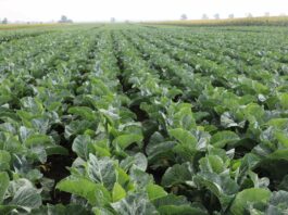 W Wielkiej Brytanii trwają zbiory kalafiorów, ale popyt jest słabszy