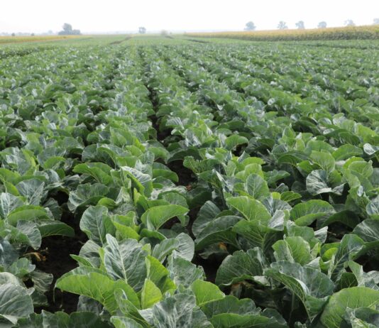 W Wielkiej Brytanii trwają zbiory kalafiorów, ale popyt jest słabszy