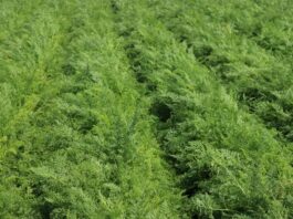 Marchew – odmiany i ochrona