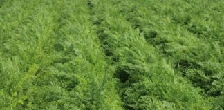 Marchew – odmiany i ochrona