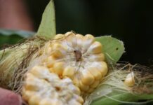 Kukurydza cukrowa – ochrona i technologia uprawy w praktyce