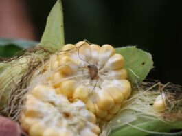 Kukurydza cukrowa – ochrona i technologia uprawy w praktyce