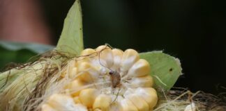 Kukurydza cukrowa – ochrona i technologia uprawy w praktyce