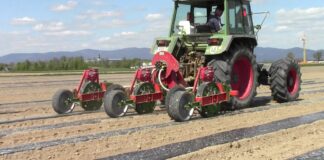 Warzywnicze trendy na sezon 2025. Może być kilka zaskoczeń!