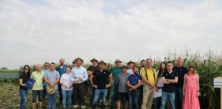 Piknik z Kukurydzą Cukrową – odmiany