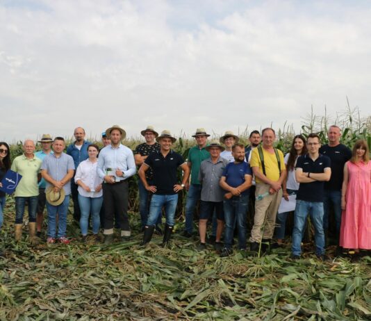 Piknik z Kukurydzą Cukrową – odmiany