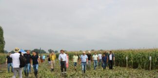 Piknik z kukurydzą – ochrona i nawożenie Cezary Borkowski | warzywapolowe