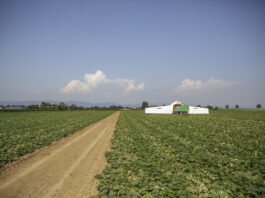 Maszyny do uprawy ogórków samolot do ogórków