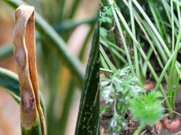 Alternarioza – groźna choroba w uprawie marchwi i cebuli