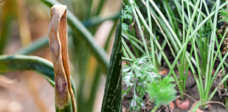 Alternarioza – groźna choroba w uprawie marchwi i cebuli