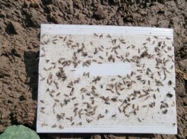 Tantniś krzyżowiaczek atakuje plantacje (komunikat warzywniczy 2 sierpnia 2022)