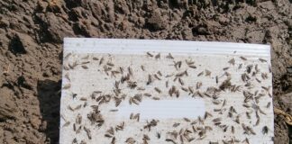 Tantniś krzyżowiaczek atakuje plantacje (komunikat warzywniczy 2 sierpnia 2022)