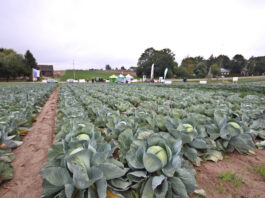 XXVII Małopolskie Dni Kapusty – spotkajmy się w Charsznicy!