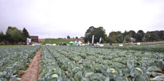 XXVII Małopolskie Dni Kapusty – spotkajmy się w Charsznicy!