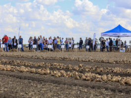 Cebula mimo wszystko!