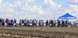 Cebula mimo wszystko!