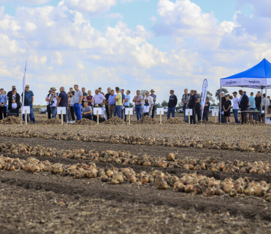 Cebula mimo wszystko!