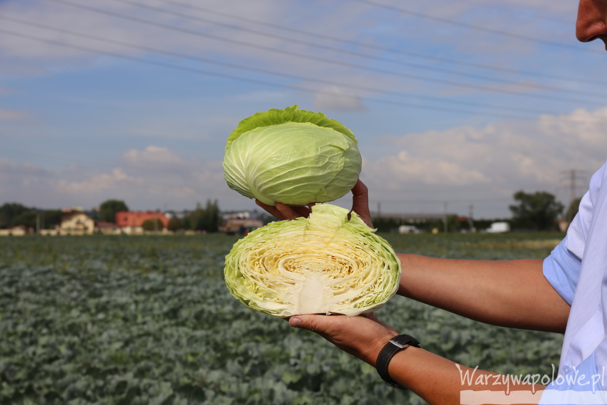 kapusta płaska