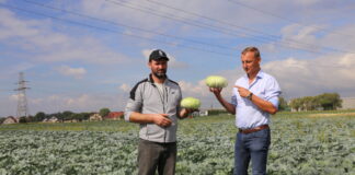 Płaskie kapusty od wiosny do jesieni kapusta coolwrap | warzywapolowe