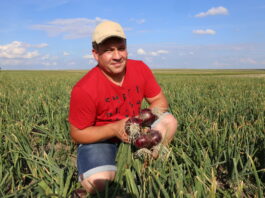 Cebula Darko F1 w ekstremalnie suchym roku – plon ponad 60 t/ha