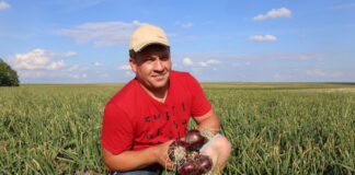 Cebula Darko F1 w ekstremalnie suchym roku – plon ponad 60 t/ha