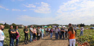 Małopolski festiwal dyni (cz. I) – odmiany dyni marki Levantia