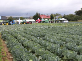Odmiany kapust ważne dla rynku – standardy i nowości od Seminis Dni kapusty