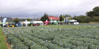 Małopolskie Dni Kapusty 2024 w Charsznicy. Lokalizacje poletek odmianowych Dni kapusty