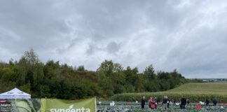 11 września – XXVI Charsznickie Dni Kapusty – poletka firmy Syngenta